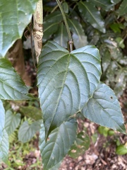 Cissus hastata