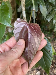 Cissus hastata