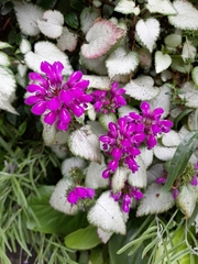 Lamium maculatum