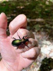 Carabus solieri liguranus