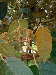 Croton magdalenensis