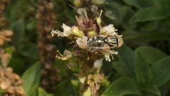 Eristalinus aeneus