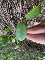 Hoya australis