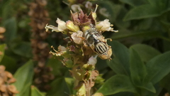 Eristalinus aeneus