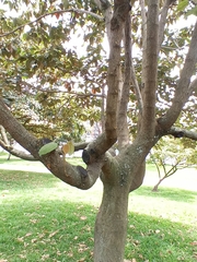 Croton magdalenensis