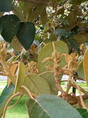 Croton magdalenensis