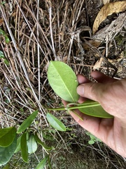 Hoya australis