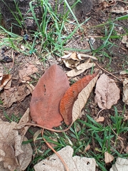 Croton magdalenensis