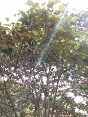 Croton magdalenensis