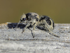 Traumatomutilla bifurca