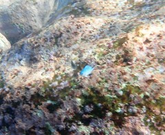 Abudefduf whitleyi