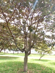 Croton magdalenensis