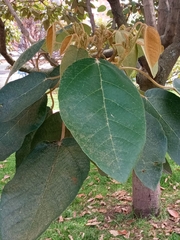 Croton magdalenensis