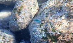 Abudefduf whitleyi