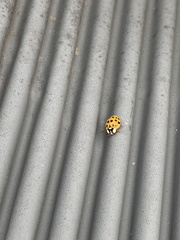 Harmonia axyridis