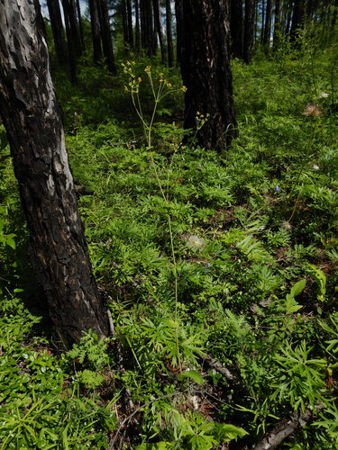 Bupleurum longiradiatum iNat (2)