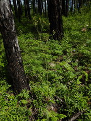 Bupleurum longiradiatum