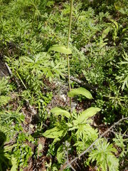 Bupleurum longiradiatum