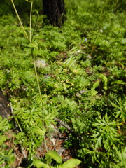 Bupleurum longiradiatum