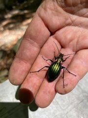 Carabus solieri liguranus