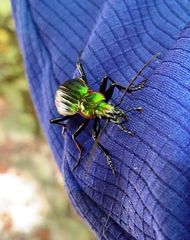 Carabus solieri liguranus