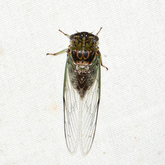 Diceroprocta vitripennis