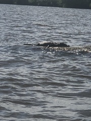 Crocodylus acutus