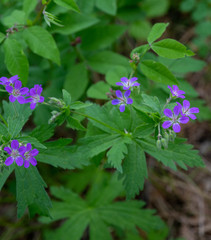 Geranium malyschevii