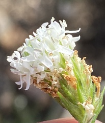 Phyllopodium elegans