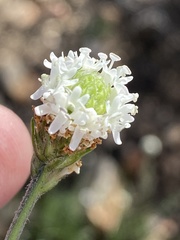 Phyllopodium elegans