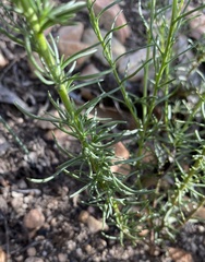 Phyllopodium elegans