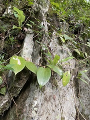 Hoya pottsii