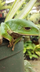 Phyllomedusa trinitatis