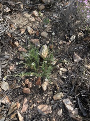 Phyllopodium elegans