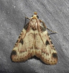 Aglossa costiferalis