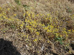 Sedum nuttallii