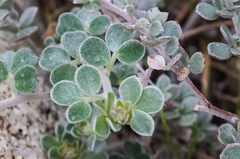 Acmispon argophyllus argophyllus