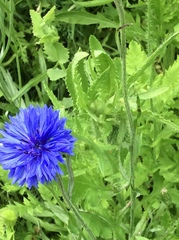 Centaurea