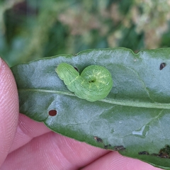 Phlogophora meticulosa