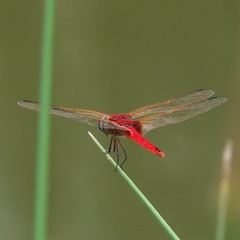 Urothemis signata insignata