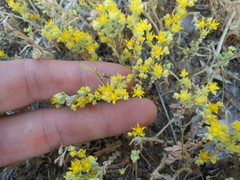 Sedum nuttallii