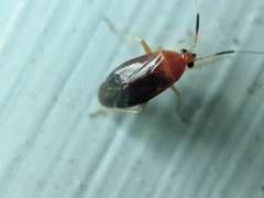 Rhinocapsus vanduzeei