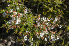 Chamelaucium ciliatum