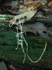 Brunneocorticium corynecarpon