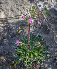 Stylidium turleyae