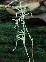 Brunneocorticium corynecarpon