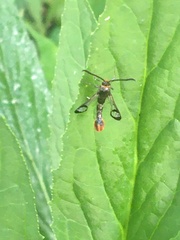 Synanthedon acerrubri