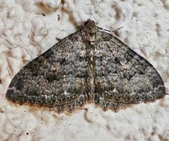Triphosa