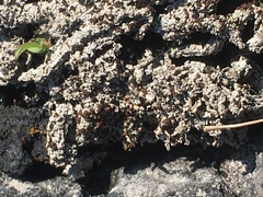 Bryoplaca sinapisperma