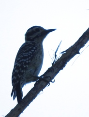 Dryobates scalaris sinaloensis